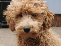 Aussiedoodle-Junghunde: ein echter Joker ... und sooo süß!