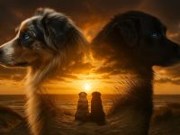 Wir erwarten Australian Shepherd Welpen in allen Farben aus Showlinie