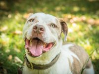 Torgan möchte endlich ankommen (außerhalb von DE)