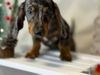 Wunderschöne Zwergdackel Dackel Welpen