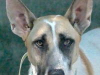 Solo 2, männlicher Schäferhund-Mix