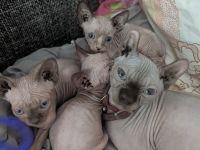 Sphynx-Kätzchen zu verkaufen