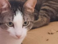 Liebevolle und zutrauliche Cloe wartet auf ein Wunder(volles Zuhause)