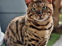 Bengal Deckkater