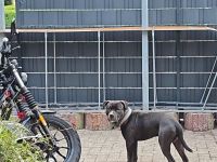 Blue Staffordshire Bullterrier zu verkaufen.