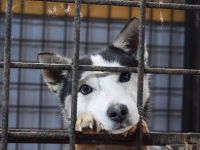 Curacao sucht eine aktive Familie