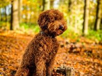 Kleinpudel Deckrüde - red