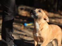 Calimero - ist bereits auf einer Pflegestelle in NRW