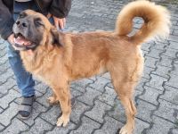 Liebevoller Mischlingsrüde sucht Traumzuhause