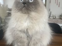 Persian Deckkater Chinchilla Blue Point