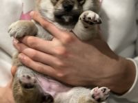 2 Shiba Inu Mädels mit Ahnentafel