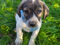 Nelly ein Basset Beagle Mix