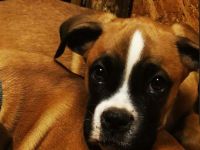Boxerwelpe
