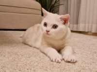 BKH KITTEN Männlich ab sofort abzugeben