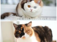 BKH Katzen mit Stammbaum (odd eyes)