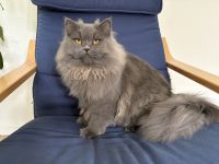 Deckkater BKH BLH Blau