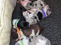 Mini Aussiedoodle F1