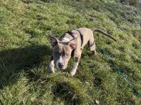 Welpi sucht ein neues Zuhause