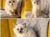 Flauschige Ragdoll/Heilige Birma Kitten suchen ein Zuhause