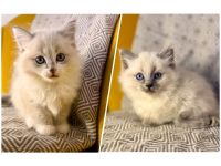 Flauschige Ragdoll/Heilige Birma Kitten suchen ein Zuhause