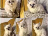 Flauschige Ragdoll/Heilige Birma Kitten suchen ein Zuhause