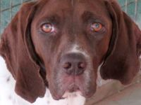 Kili, männlicher Pointer-Mix