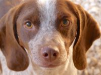 Chip 3, männlicher Beagle-Mix