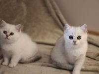 BKH Kitten Silver-Shaded ab sofort bereit zum Auszug!
