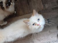 Wunderschöne Kitten