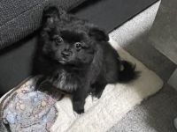 Zu verkaufen ein 4 Monate alter rüde