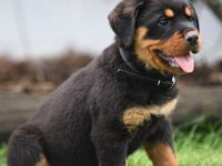 Reinrassig Rottweiler Welpen WhatsApp. +4917659381234