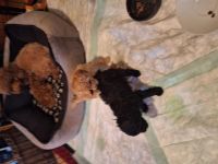 Toy,/zwergpudelchen in schwarz