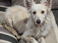 Liska – kleines Unikat sucht großes Glück