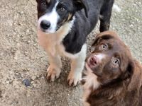 Fröhliche Hundemädchen suchen ihre Menschen!