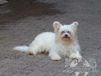 Powderpuff Hündin sucht dich ?