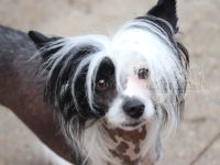 Valentino - Schwarz Weiße Versuchung