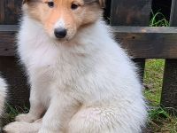 Reinrassiger weißer Collie Welpen Rüde mit Papiere