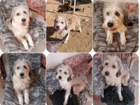 Wookie - mit dem sanften und treuen Blick