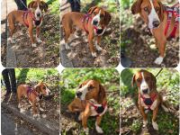 Freddy - ein aktiver und kluger Begleiter