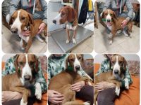 Freddy - ein aktiver und kluger Begleiter