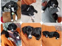 Tessa - freundliche, verspielte und verschmuste junge Dame