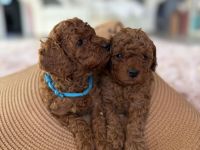 Toypudel Welpen, Welpen