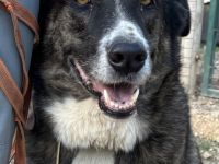 Victoria sucht ein Zuhause!