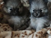 REIZENDE POMERANIAN / ZWERGSPITZ WELPEN (Hündin) mit PAPIEREN zu verkaufen