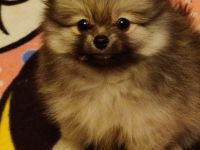 REIZENDE POMERANIAN / ZWERGSPITZ WELPEN (Hündin) mit PAPIEREN zu verkaufen