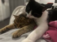 Liebevolle Katzen suchen ein neues zu Hause