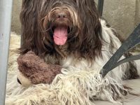 Schapendoes vom Primelhof