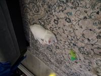 Katze türkisch- angora mix