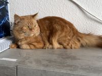 Katze