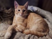 ***Wunderschöne gestiefelte Maine Coon mix Kater ***